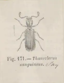 Thanerocleridae