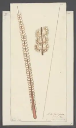 Virgularia mirabilis