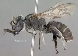 Xeralictus timberlakei