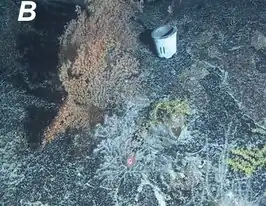 Zibrowius ammophilus