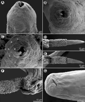 Capillaria plectropomi A en B: Kop, dorsoventraal en apicaal aanzicht, C: zelfde, apicaal aanzicht bij verschillende exemplaren. a, amfide; b, koppapillen van binnenste cirkel; c, koppapillen van buitenste cirkel; d, mannelijke dorsolaterale koplob; g, stilet; v, laterale koppapillen.