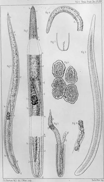 Fig. 1. Trichinella spiralis. a a a cuticula; b b b. spierlaag; c mond; d, anus; e. slokdarm; f f. spijsverteringskanaal; g. trechtervormig gedeelte, met peervormige lichamen aan de basis; h. kanaal verbonden met voortplantingsproces; i. gele afzetting erin; j j. ruimte tussen spierlaag en inwendige delen ervan. Het eindigt hierboven in kleine puntjes. Fig. 8 Dwarsdoorsneden rondworm