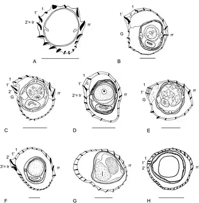 Synlofen bij verschillende rondwormen uit het geslacht Odilia. Dwarsdoorsnede middengedeelte van het lichaam. afkortingen in de afbeeldingen: 1, 1’, 2’, 3’: ribbels 1, 1’, 2’, 3’; AO: orientatie-as van de ribbels; c: hellingshoek of spoed; G: inkeping; lr: linkse ribbel; n: laatst dorsale (rugzijde) ribbel; n’: laatste ventrale (buikzijde) ribbel; rr: rechtse ribbel. Maatatreepjes: 50&nbsp;mm.
