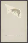 Print van Gammarus pulex, Special Collection Universiteit van Amsterdam