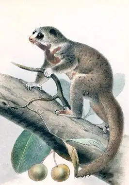 Cheirogaleus thomasi