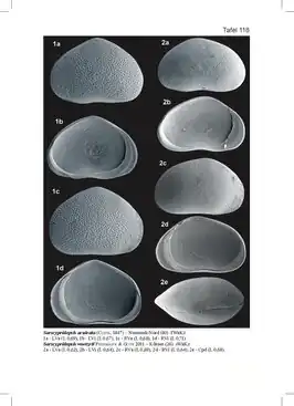 Sarscypridopsis aculeata