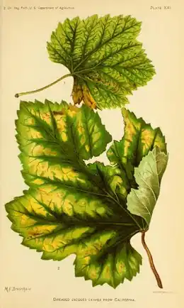 Ziekte van Pierce: Rond de grote nerven blijft het blad het langst gezond. De bladverkleuring is typerend voor een klasse van blauwe druiven; bij een andere klasse kleurt het blad rood.